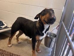 Shelter Stray Female Dog last seen Near Calle Montecito, Oceanside, CA, 92057, Oceanside, CA 92058