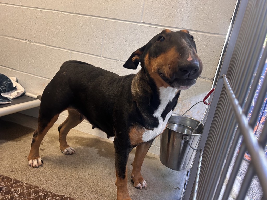 Shelter Stray Female Dog last seen Near Calle Montecito, Oceanside, CA, 92057, Oceanside, CA 92058