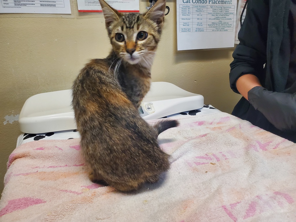 Shelter Stray Female Cat last seen Near Taylor Street, Vista, CA, 92084, Oceanside, CA 92058