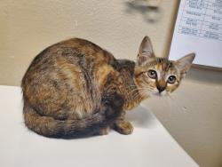 Shelter Stray Female Cat last seen Near Taylor Street, Vista, CA, 92084, Oceanside, CA 92058