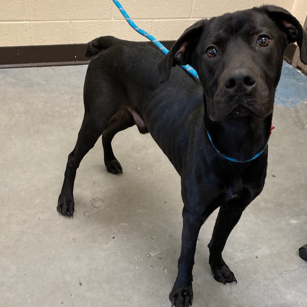 Shelter Stray Male Dog last seen , Memphis, TN 38133