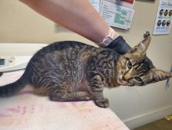 Shelter Stray Male Cat last seen Near Taylor Street, Vista, CA, 92084, Oceanside, CA 92058