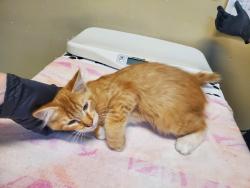 Shelter Stray Male Cat last seen Near Taylor Street, Vista, CA, 92084, Oceanside, CA 92058