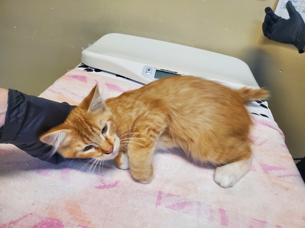 Shelter Stray Male Cat last seen Near Taylor Street, Vista, CA, 92084, Oceanside, CA 92058