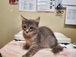 Shelter Stray Male Cat last seen Near Taylor Street, Vista, CA, 92084, Oceanside, CA 92058