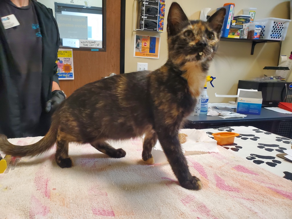 Shelter Stray Female Cat last seen Near Taylor Street, Vista, CA, 92084, Oceanside, CA 92058