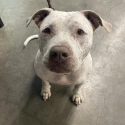 Shelter Stray Female Dog last seen , Tampa, FL 33607