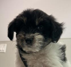 Shelter Stray Female Dog last seen Near Orange Avenue, San Diego, CA, 92115, San Diego, CA 92110