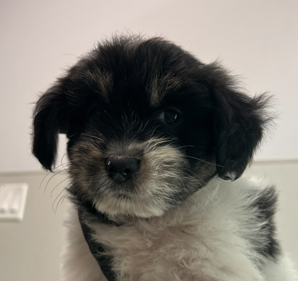 Shelter Stray Female Dog last seen Near Orange Avenue, San Diego, CA, 92115, San Diego, CA 92110