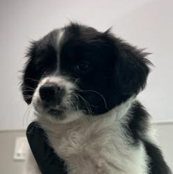 Shelter Stray Male Dog last seen Near Orange Avenue, San Diego, CA, 92115, San Diego, CA 92110