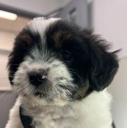 Shelter Stray Female Dog last seen Near Orange Avenue, San Diego, CA, 92115, San Diego, CA 92110