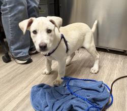 Shelter Stray Male Dog last seen Near Collage Boulevard, Oceanside, CA, 92057, Oceanside, CA 92058