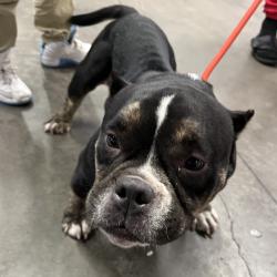 Shelter Stray Female Dog last seen , Tampa, FL 33607
