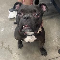Shelter Stray Male Dog last seen , Tampa, FL 33607