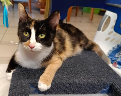Shelter Stray Female Cat last seen Near Flanders Drive, San Diego, CA, 92126, El Cajon, CA 92020