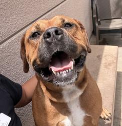 Shelter Stray Male Dog last seen Near Welch Road, San Diego, CA, 92134, San Diego, CA 92110