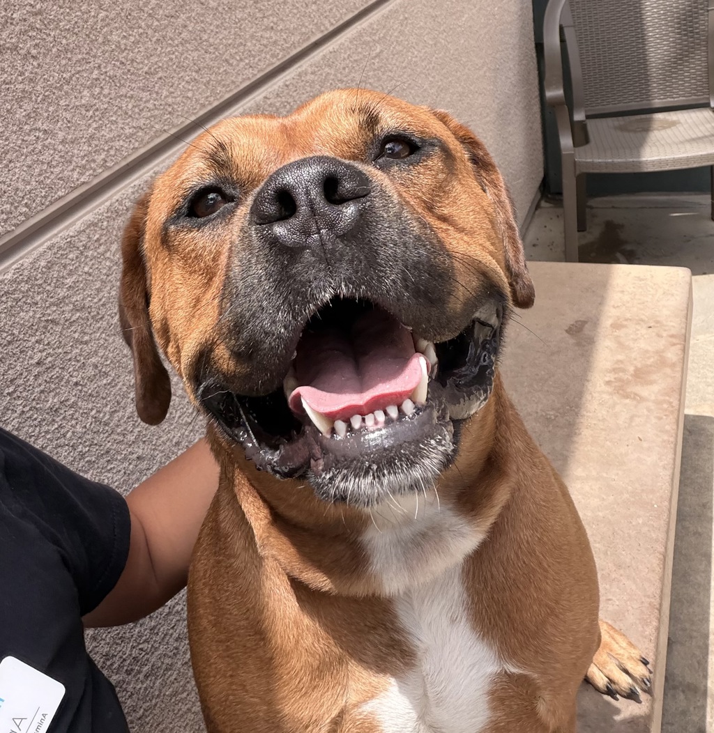 Shelter Stray Male Dog last seen Near Welch Road, San Diego, CA, 92134, 5500 Gaines St, San Diego, CA 92110, USA