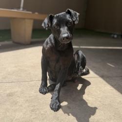 Shelter Stray Female Dog last seen Near E San Ysidro Boulevard, San Diego, CA, 92154, San Diego, CA 92110
