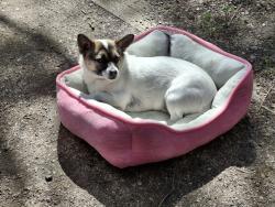 Reunited Female Dog last seen Near UNC, Greeley, CO 80631
