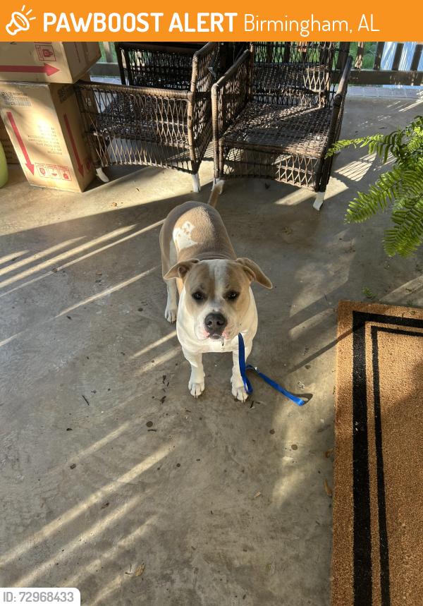 Found/Stray Male Dog last seen Dairy Queen off Overton road , Birmingham, AL 35223