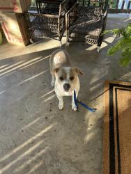 Found/Stray Male Dog last seen Dairy Queen off Overton road , Birmingham, AL 35223