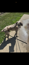 Lost Female Dog last seen S-WALTON-WALKER BLVD, Dallas, TX 75211