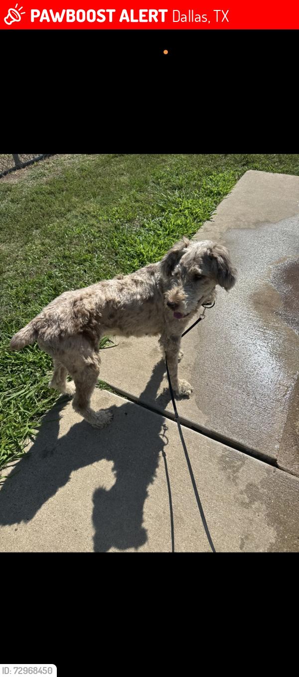 Lost Female Dog last seen S-WALTON-WALKER BLVD, Dallas, TX 75211