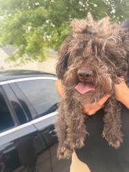 Reunited Male Dog last seen Near NW 82 Terrace, Kansas City, MO 64152, USA, Kansas City, MO 64152