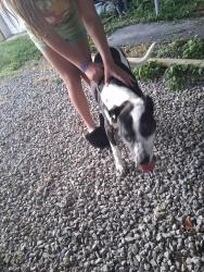 Found/Stray Female Dog last seen Hagner drive, PLEASURE RDGE, KY 40258