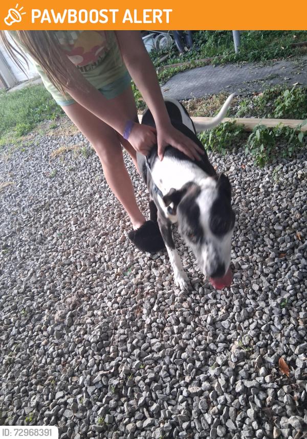 Found/Stray Female Dog last seen Hagner drive, PLEASURE RDGE, KY 40258