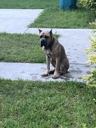 Found/Stray Female Dog last seen Crosstimbers, Houston, TX 77028