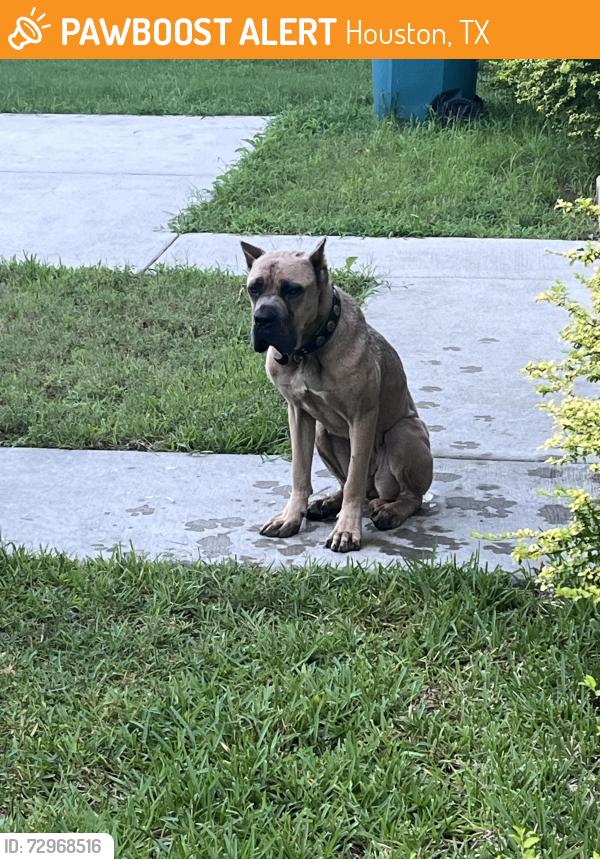 Found/Stray Female Dog last seen Crosstimbers, Houston, TX 77028