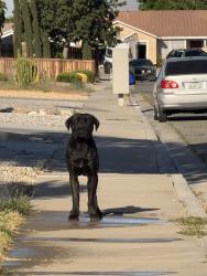 Found/Stray Male Dog last seen Seneca rd, San Bernardino County, CA 92307
