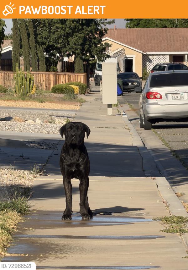 Found/Stray Male Dog last seen Seneca rd, San Bernardino County, CA 92307