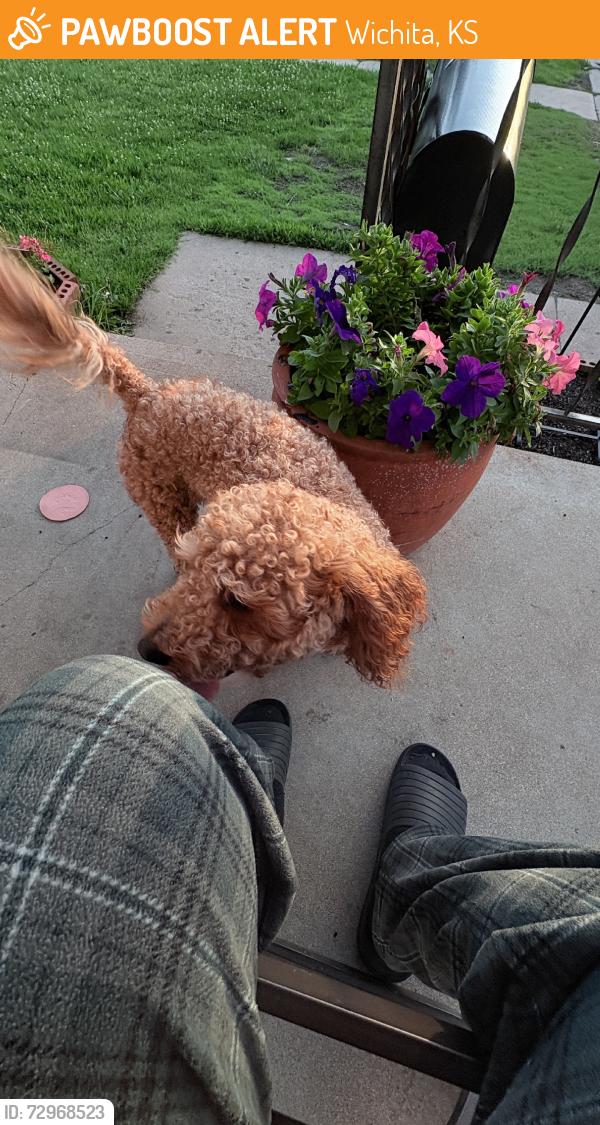 Found/Stray Male Dog last seen 8th and pinecrest, Wichita, KS 67208