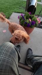 Found/Stray Male Dog last seen 8th and pinecrest, Wichita, KS 67208