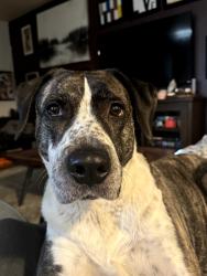 Lost Female Dog last seen Cahuenga Blvd and Magnolia Blvd, Los Angeles, CA 91601