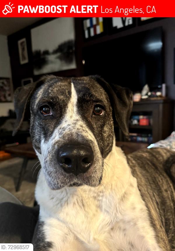 Lost Female Dog last seen Cahuenga Blvd and Magnolia Blvd, Los Angeles, CA 91601