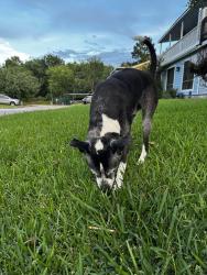 Found/Stray Male Dog last seen April sound subdivision, Montgomery, TX 77356