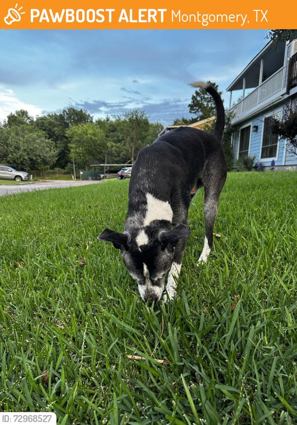Found/Stray Male Dog last seen April sound subdivision , Montgomery, TX 77356