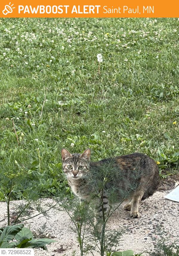 Found/Stray Unknown Cat last seen McLean Ave, Saint Paul, MN 55106