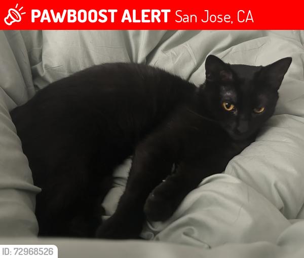 Lost Female Cat last seen W San Fernando St and Delmas Avenue next to Delmas Market, San Jose, CA 95110