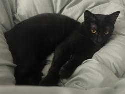 Lost Female Cat last seen W San Fernando St and Delmas Avenue next to Delmas Market, San Jose, CA 95110