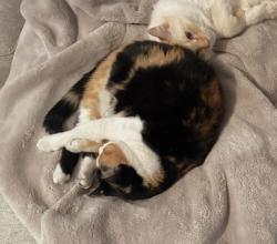 Lost Female Cat last seen Sonoran Mountain Ranch (north of Happy Valley on 67th Ave), Peoria, AZ 85383