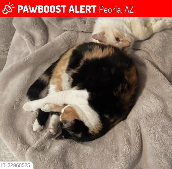 Lost Female Cat last seen Sonoran Mountain Ranch (north of Happy Valley on 67th Ave), Peoria, AZ 85383
