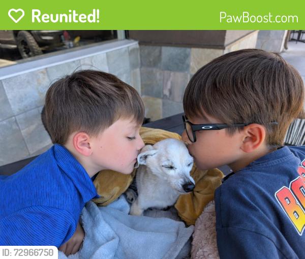 Reunited Male Dog last seen Middleton Ave and Lake Chabot Rd , Castro Valley, CA 94546