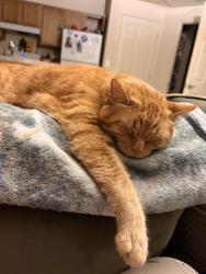 Lost Male Cat last seen Caribou and Timberline (Caribou apmts), Fort Collins, CO 80525