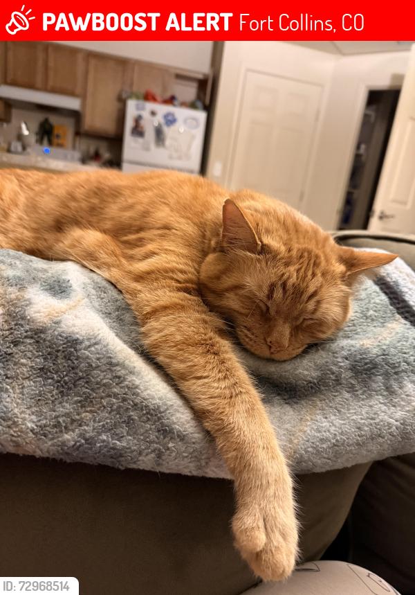 Lost Male Cat last seen Caribou and Timberline (Caribou apmts), Fort Collins, CO 80525