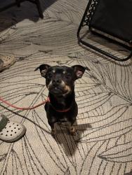 Reunited Male Dog last seen Virginia Cir SW in South Rome, Rome, GA 30161