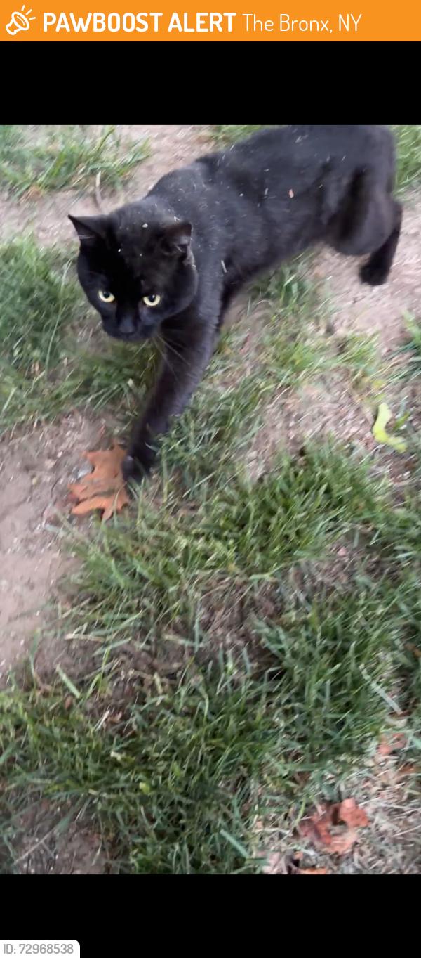 Found/Stray Male Cat last seen Hayes Cardinal Auditorium, The Bronx, NY 10471